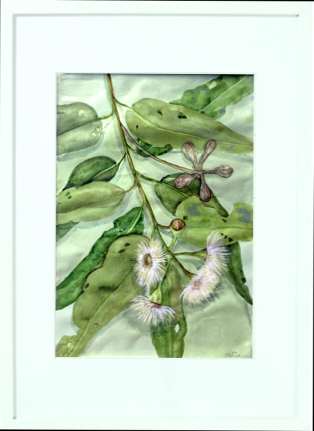 Mbj 358 Gum Leaves Hanging White Frame
