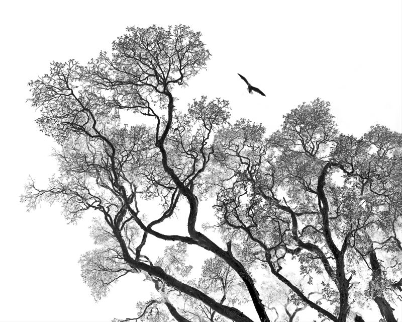 Taking flight – Ltd Ed Photography