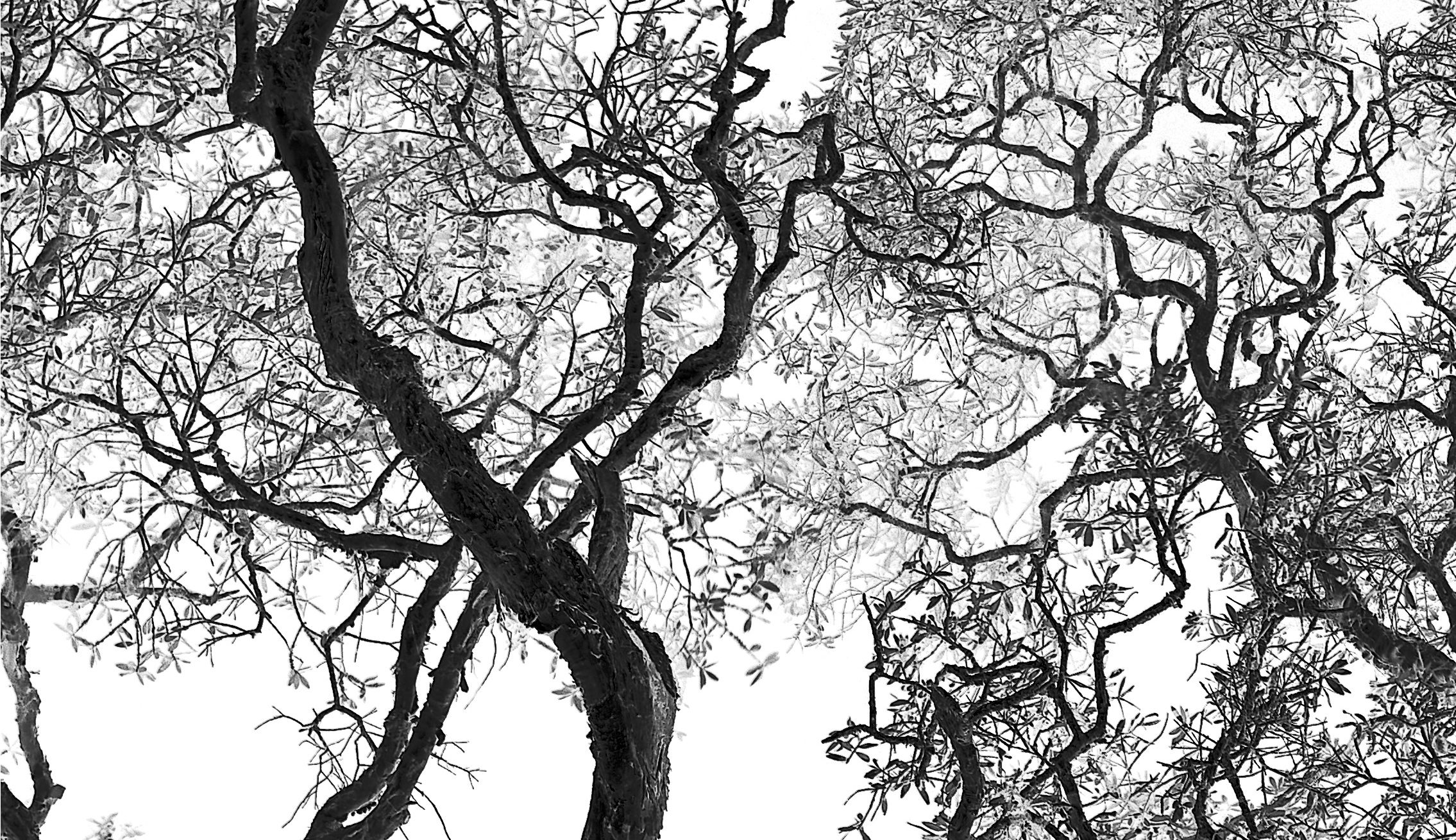 Taking Flight Detail