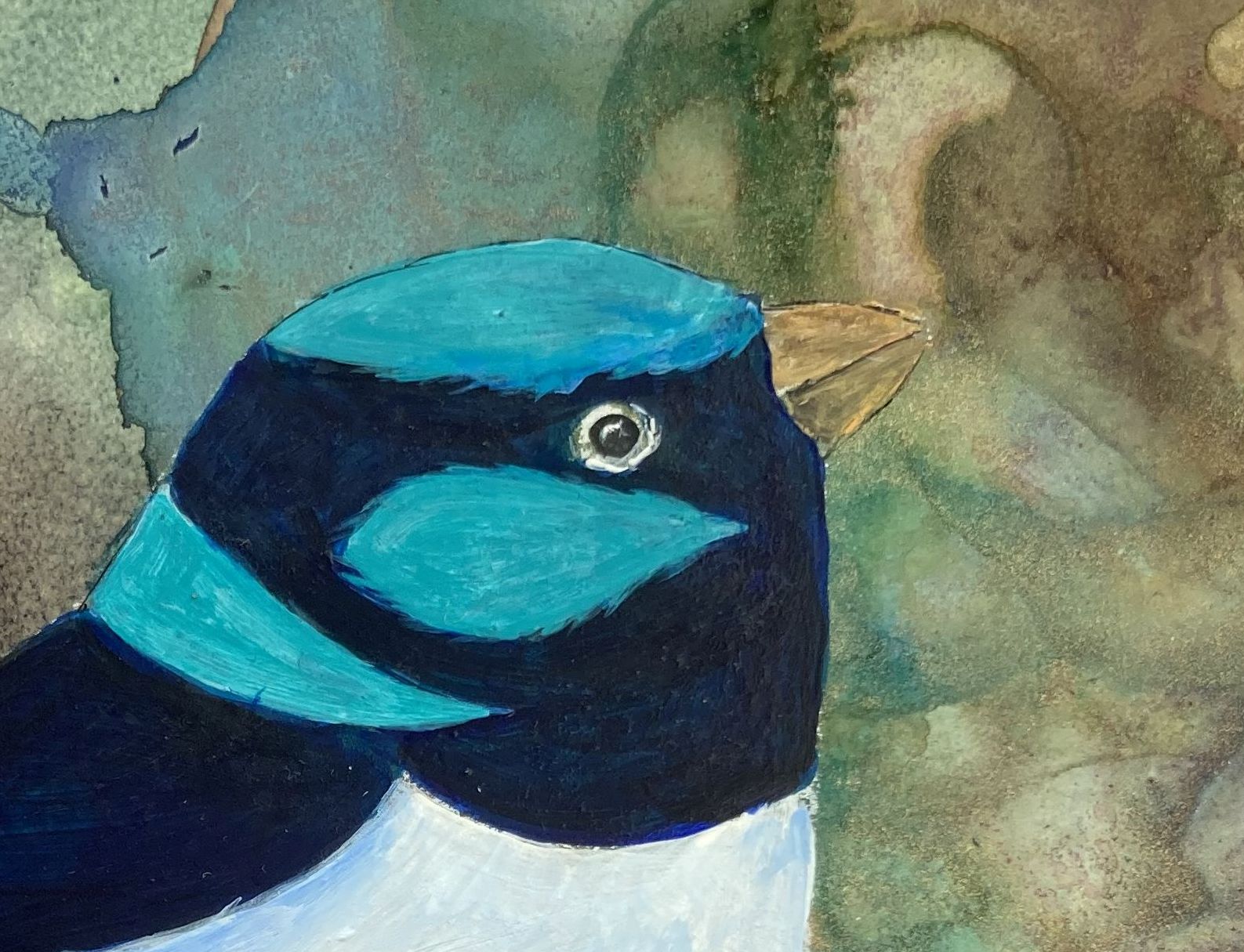 366 Blue Fairy Wren Detail