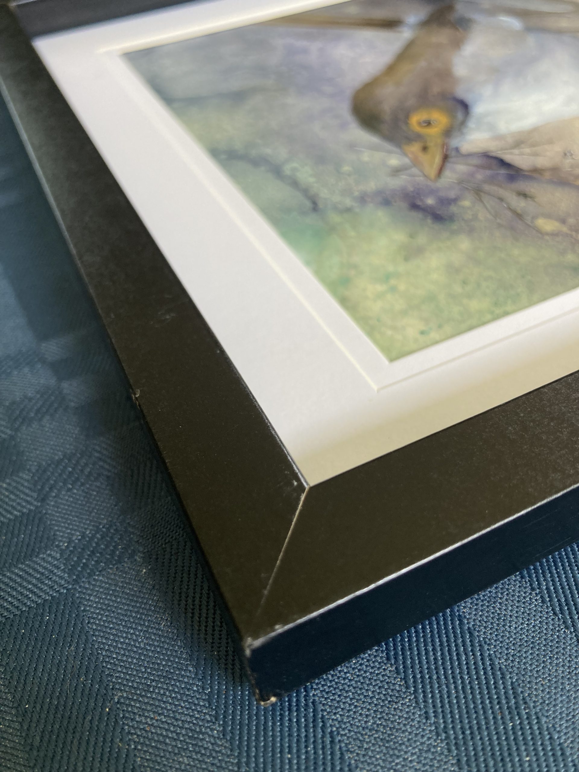 365 Female Fairy Wren Edge