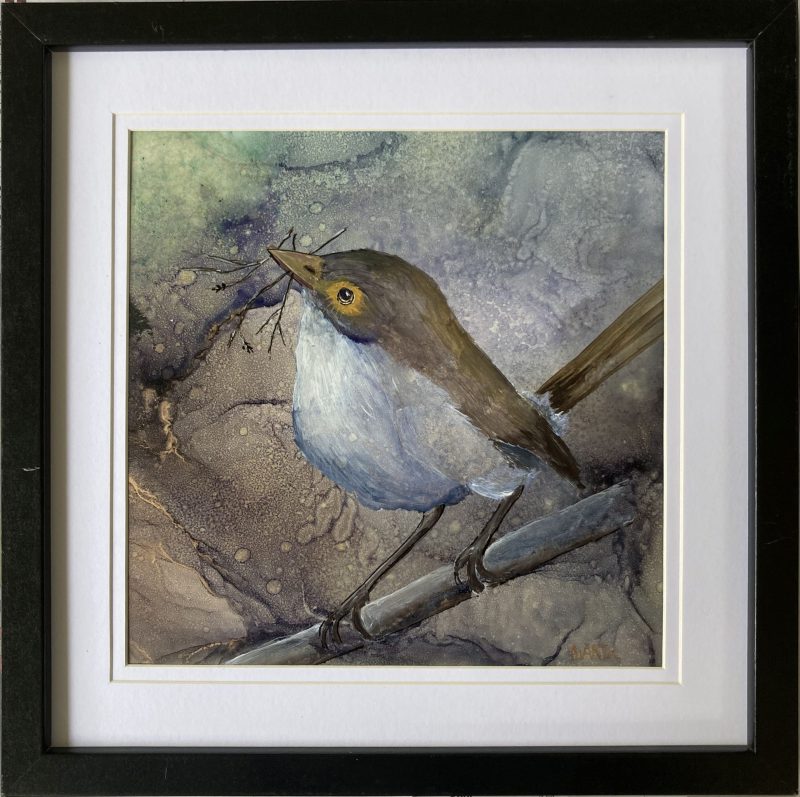 Female Fairy Wren