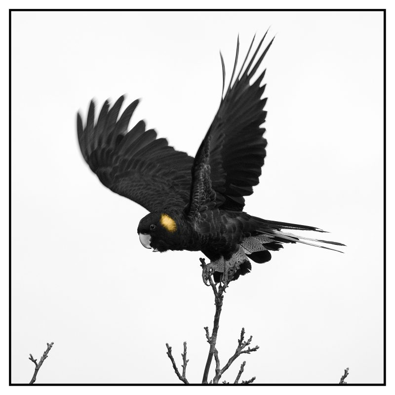 Black Cockatoo- Ltd Ed Photography