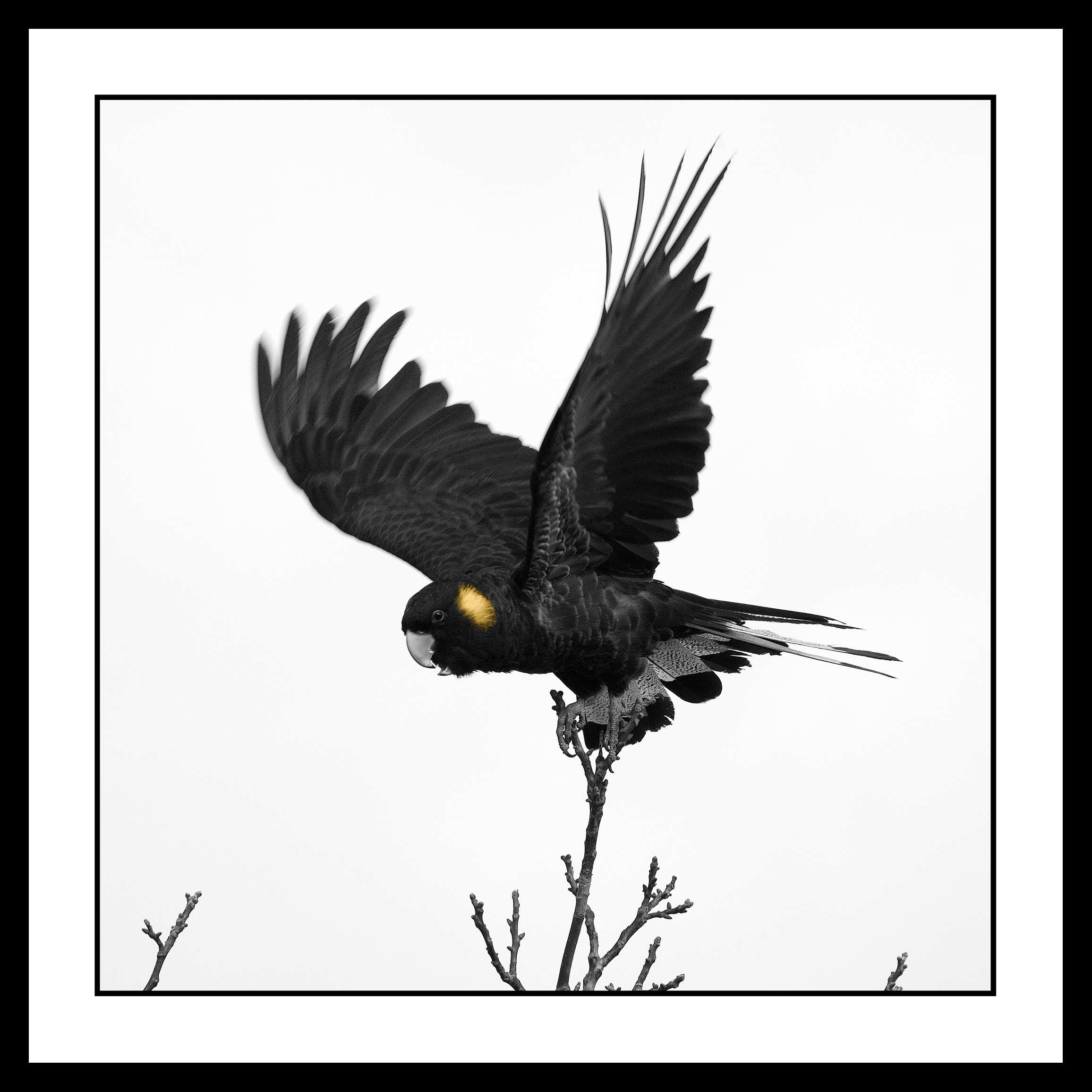 Black Cockatoo Framed