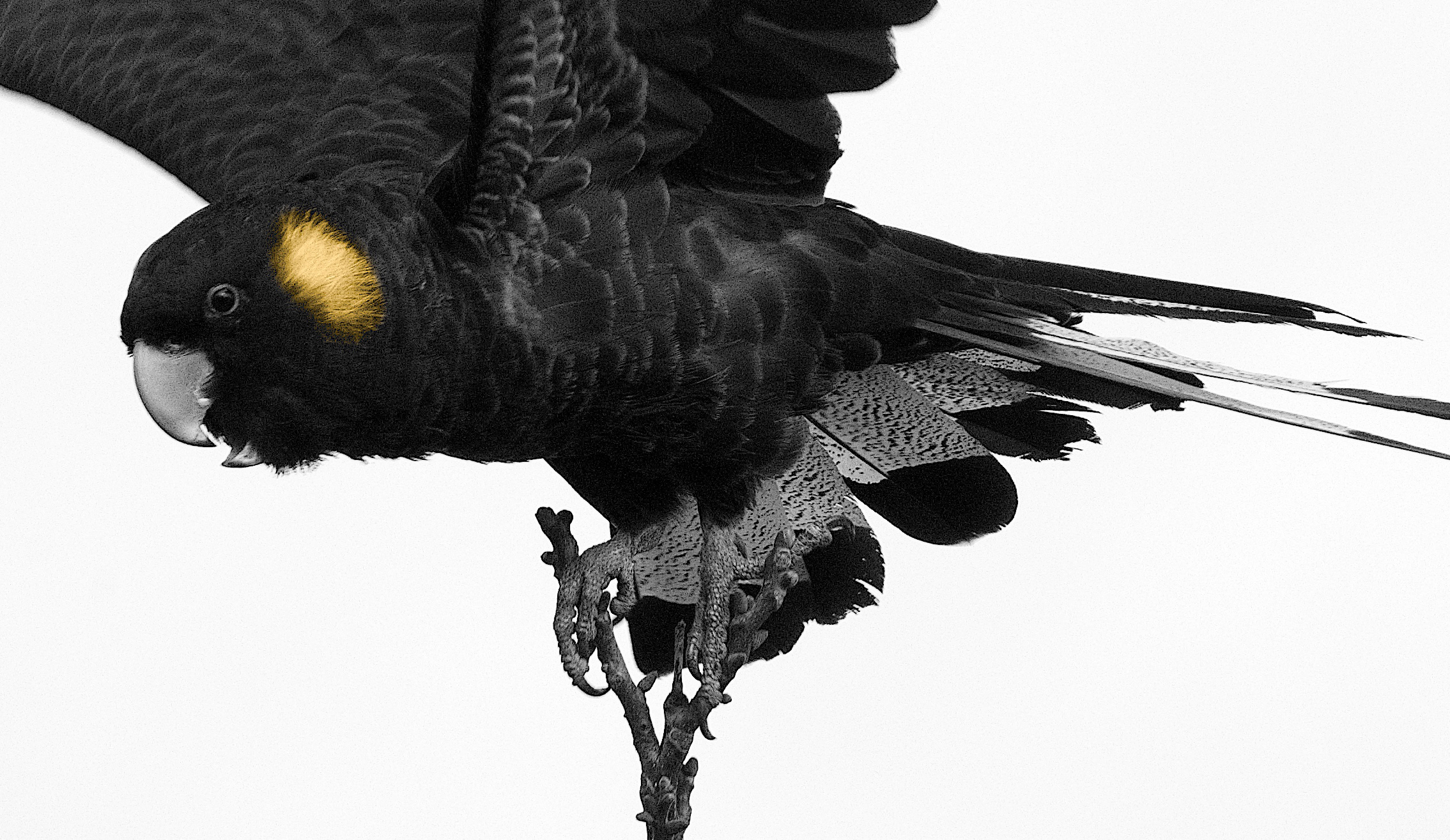 Black Cockatoo Detail