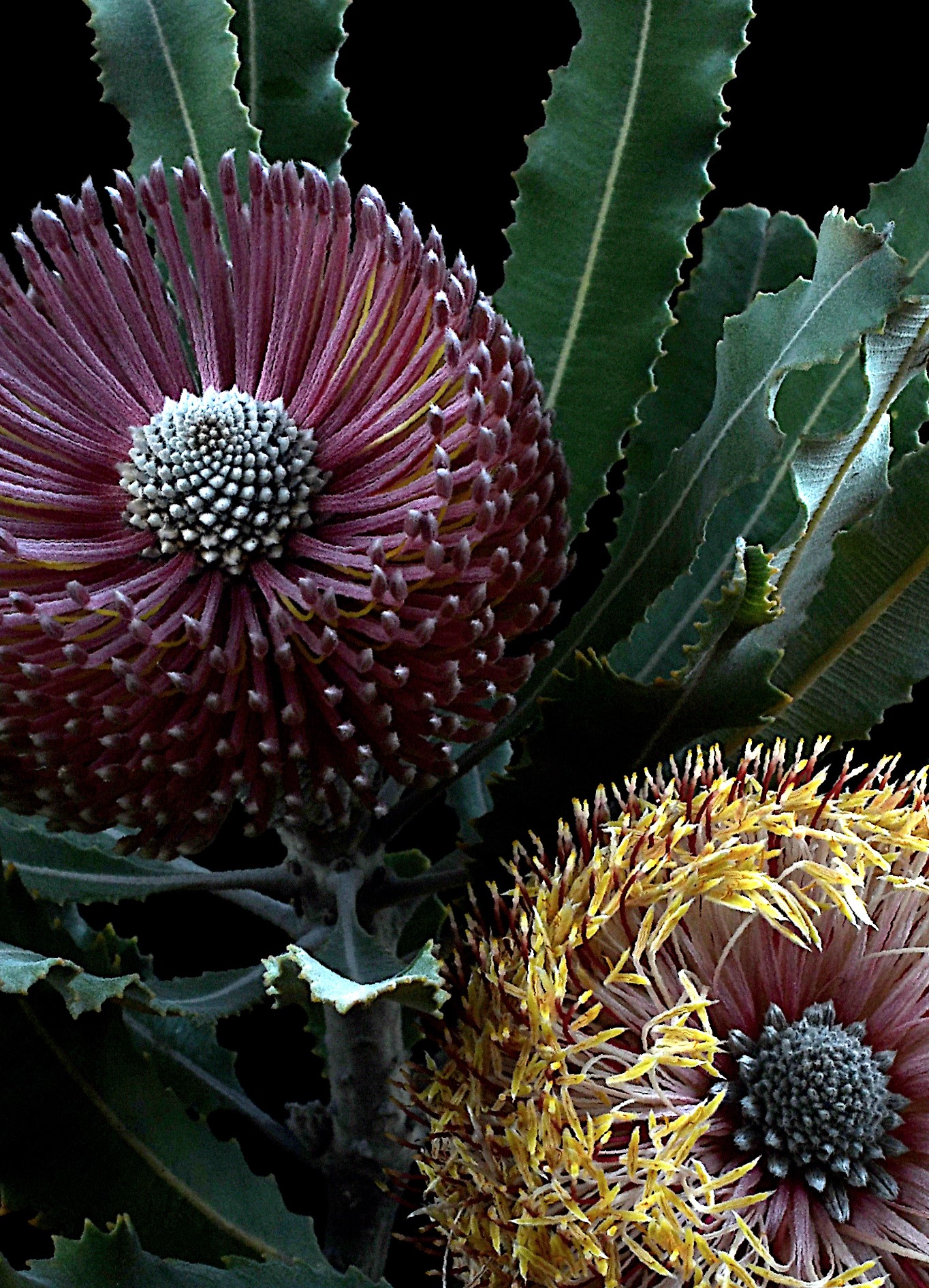 Banksias In Bloom Australian Flower Artwork Colourful Floral Wall Art Botanical Still Life Photography Print By Nadia Culph Crop