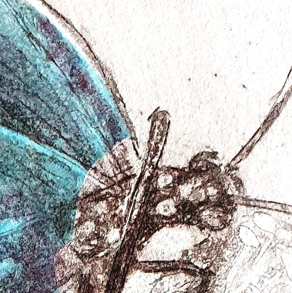 Brisbane River Buterfly Det3