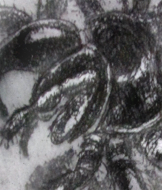 Etching. Funnel Web Spider Det1