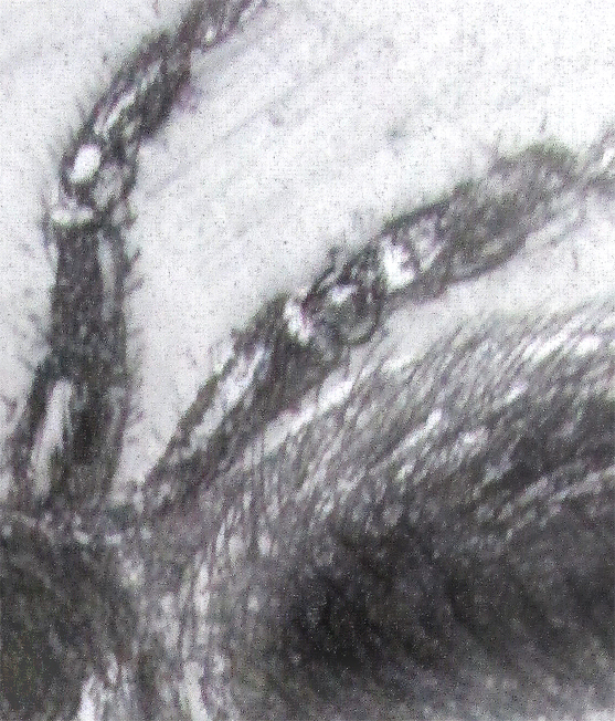 Etching. Funnel Web Spider Det2