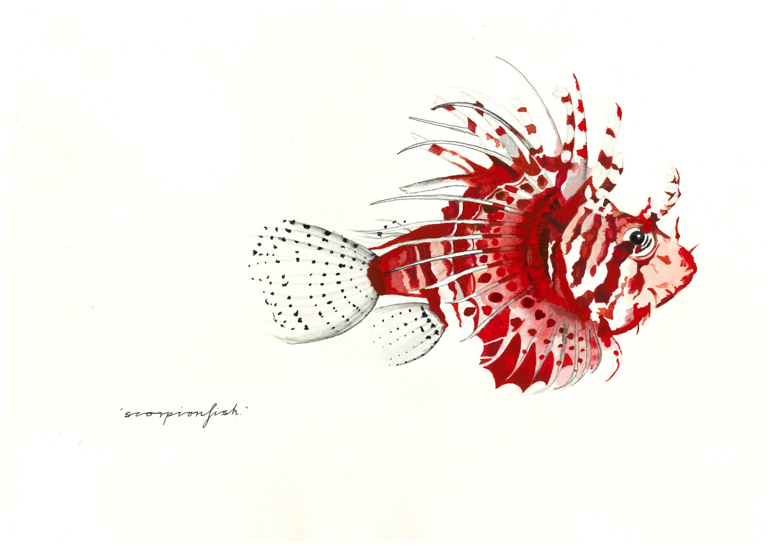 Red Lionfish - Art Lovers Australia