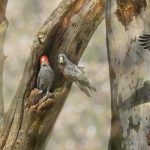 User 17412 Angela Robertson Buchanan 2024 05 14 T 23 40 06 932 Z Hollow Montage 15 Final 115x60cm Web.jpg