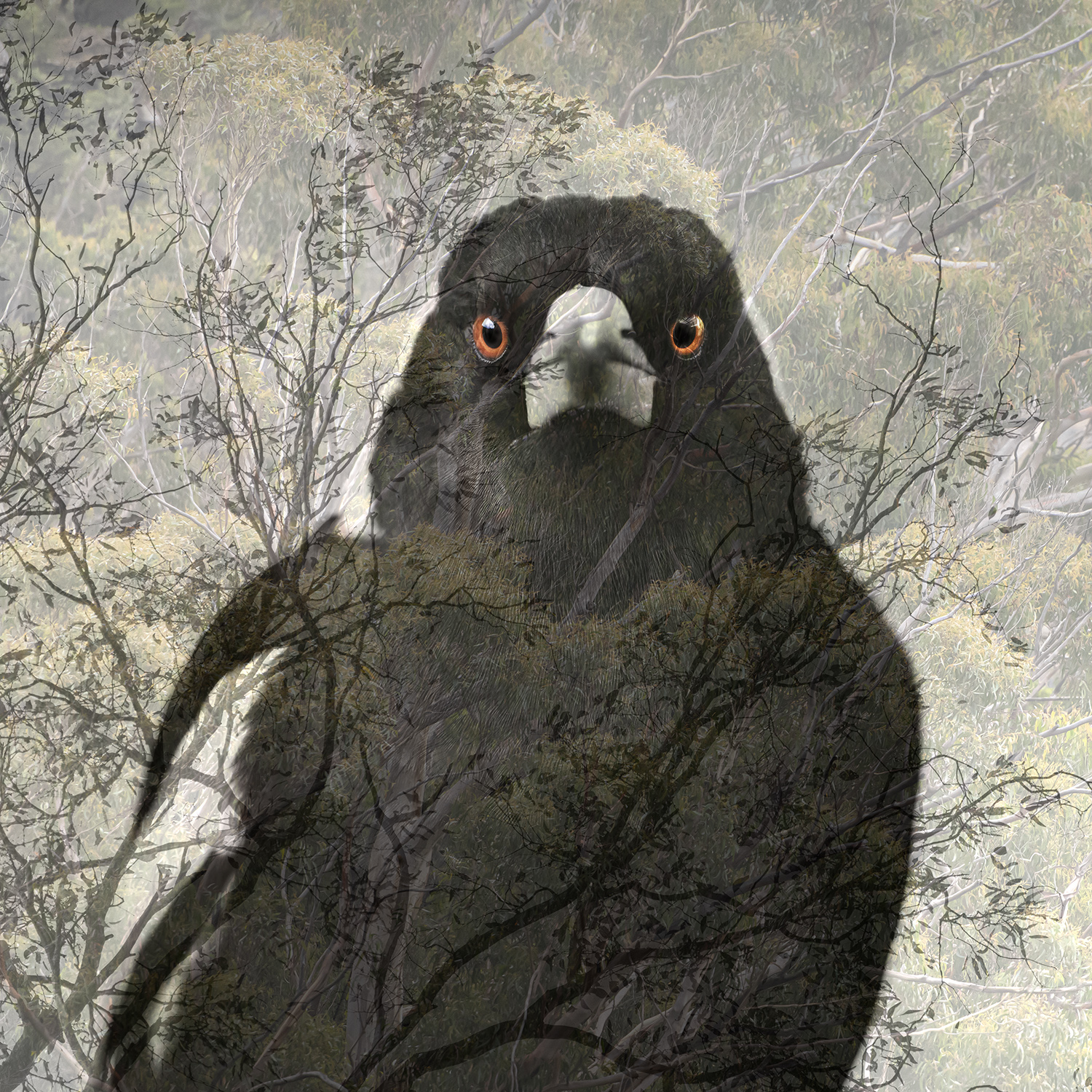 Mr Magpie Dsc1688 Crop Sq Montage4 Web