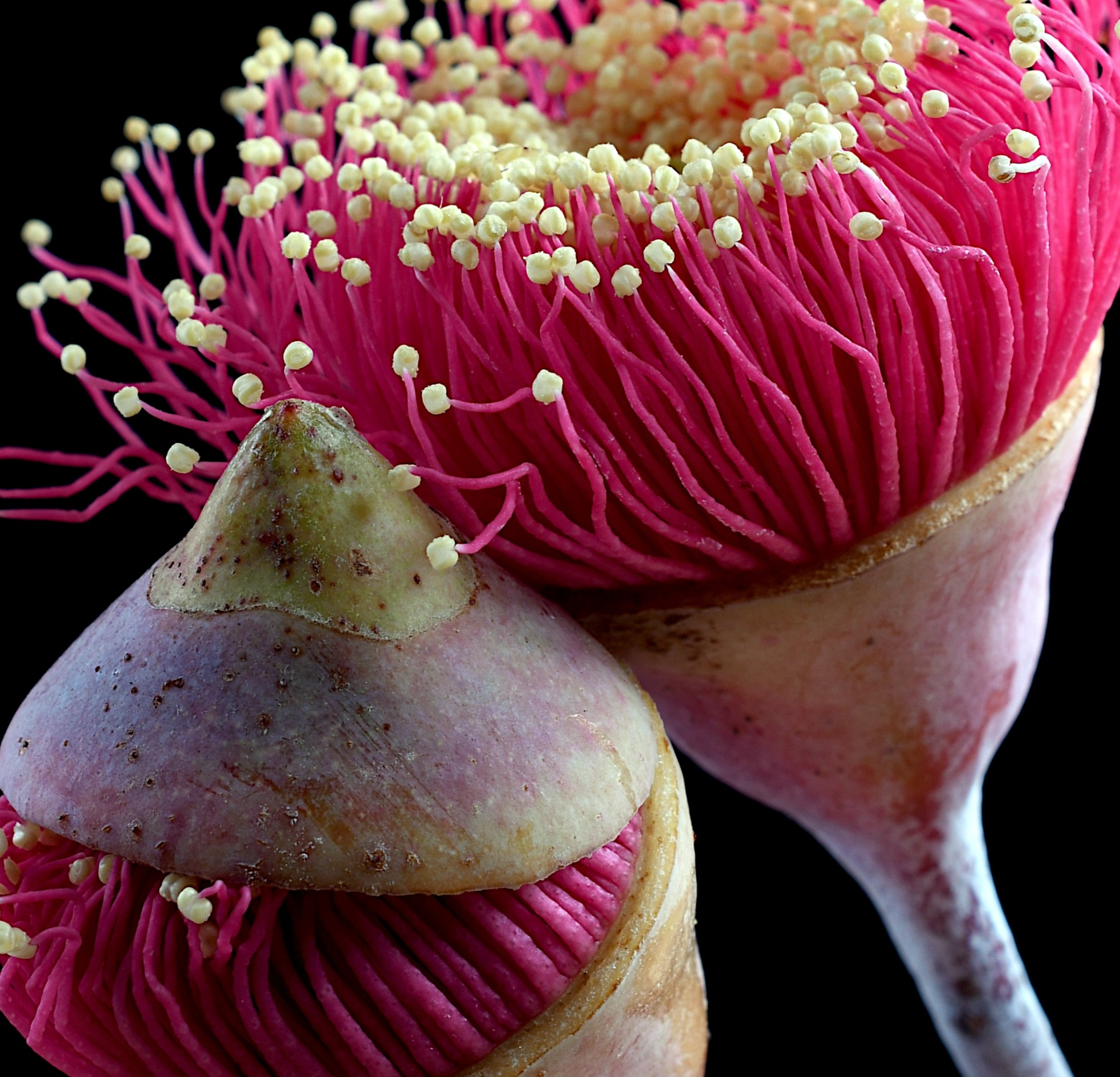 Gungurru Gum Flowers Australian Pink Blossoms Artwork Macro Photography Print By Nadia Culph Crop