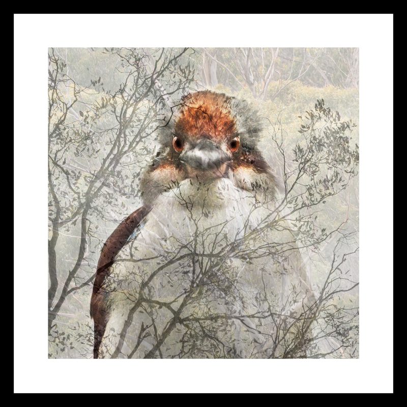 Habitat Series – Kookaburra II