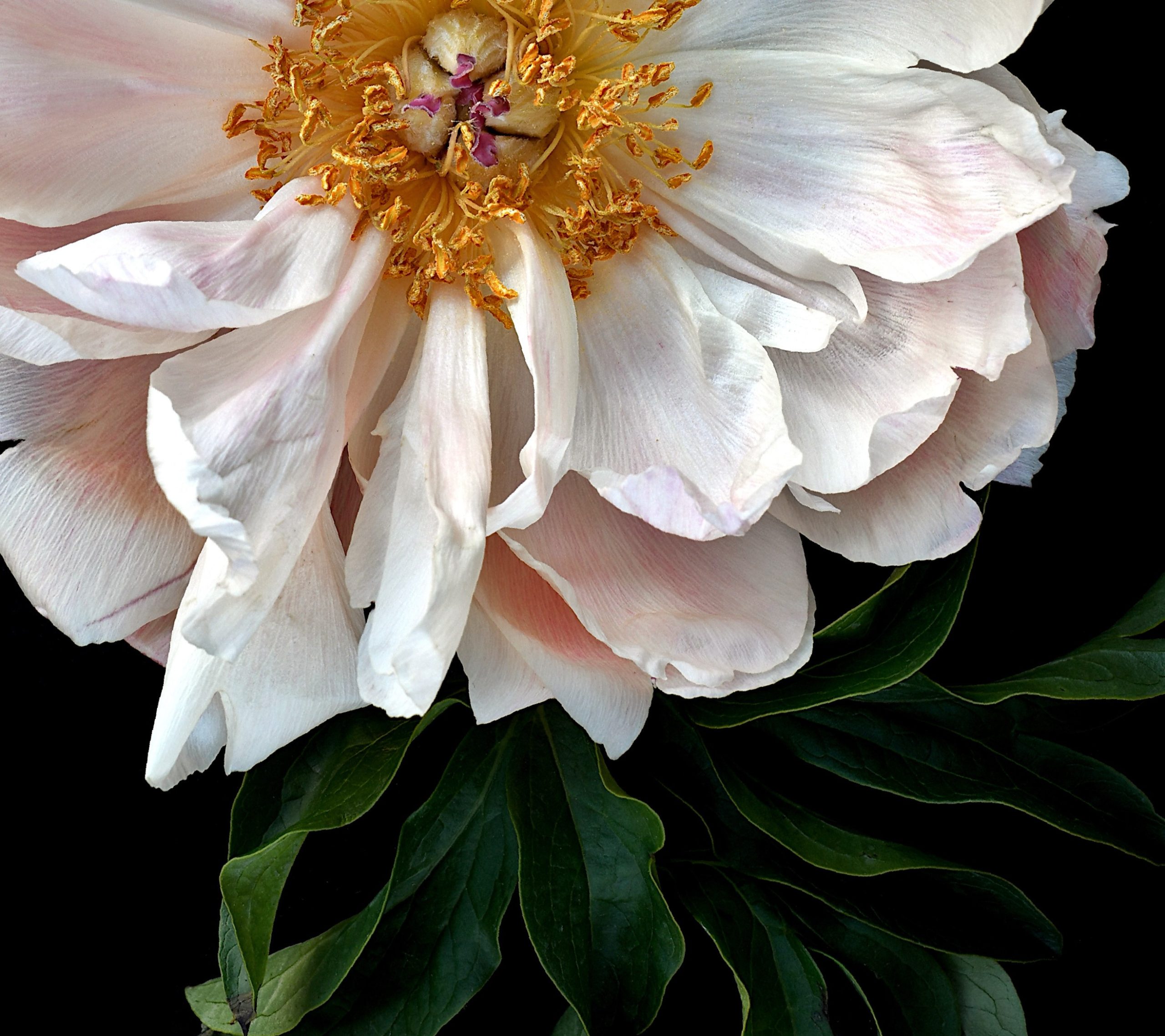 Crop Peony