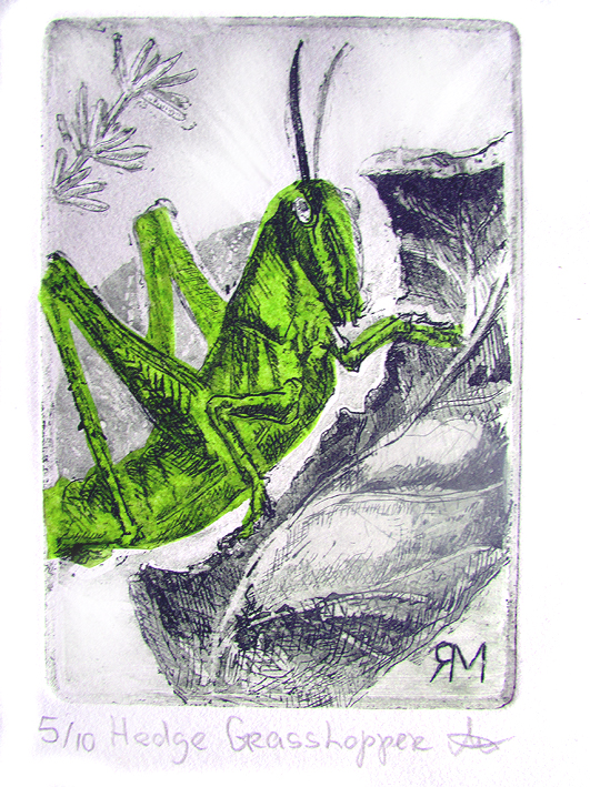 Hedge Grasshopper- Ltd Ed Print