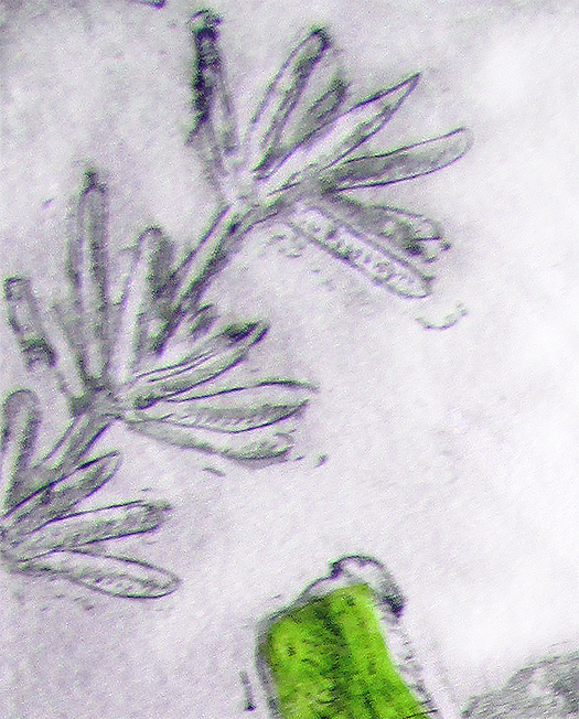 Etching. Hedge Grasshopper Det2