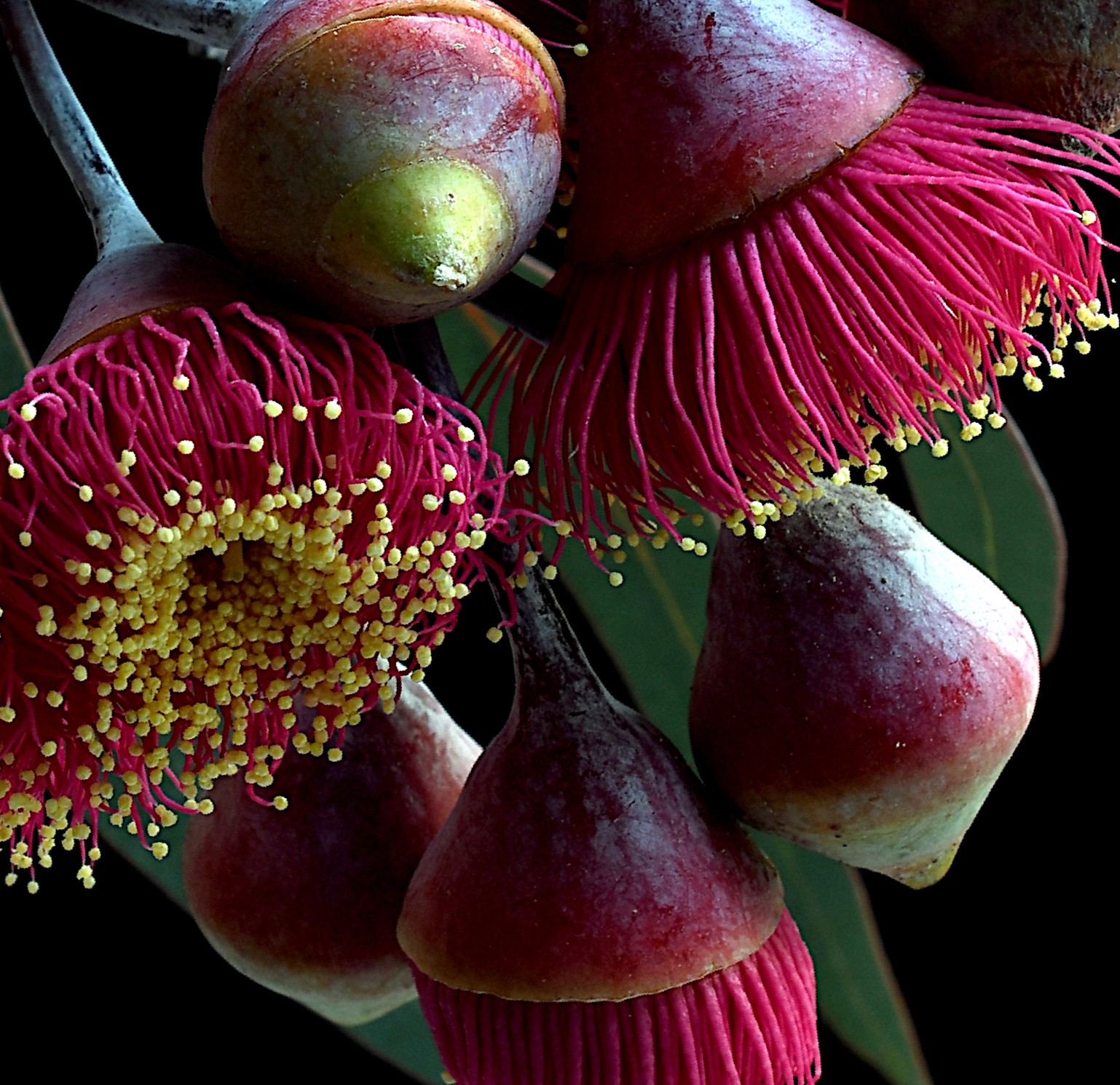 Caesia Australian Floral Art Print Botanical Wall Art Nature Photography By Nadia Culph Crop