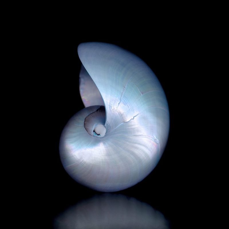 Blue Nautilus (Custom Size)