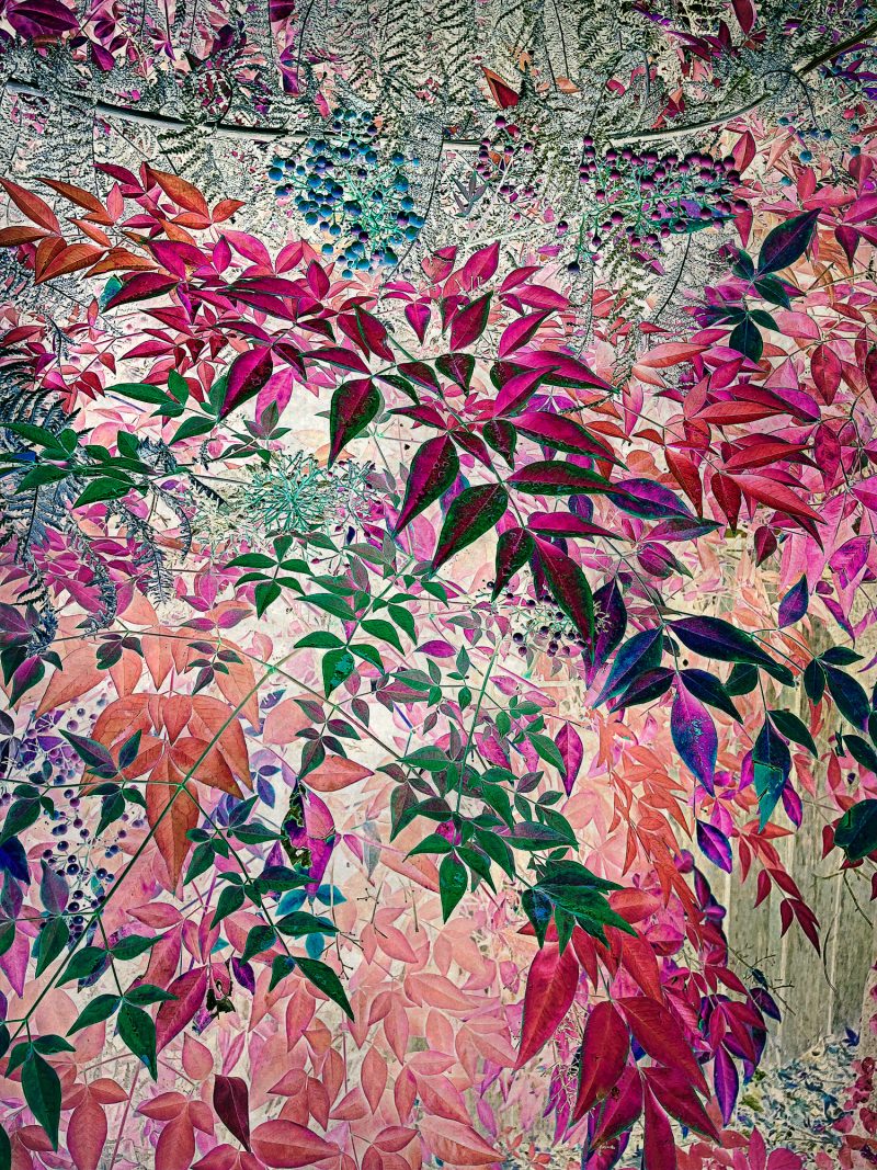 Prismatic Garden 1 – Ltd Ed Photography