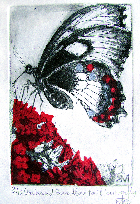 Orchard Swallow tail butterfly- Ltd Ed Print