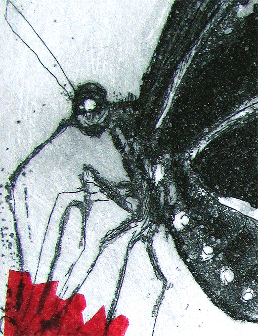 Orchard Swallow Tail Buterfly Det1