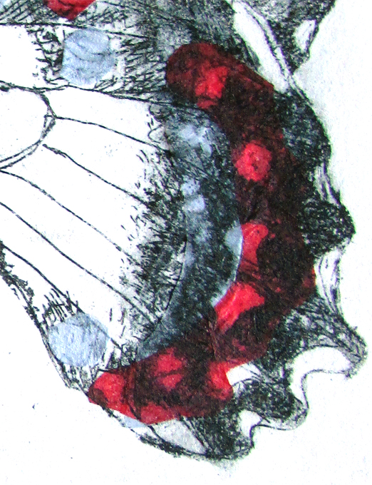 Orchard Swallow Tail Buterfly Det2