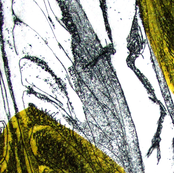 Yellow Monday Cicadas De3