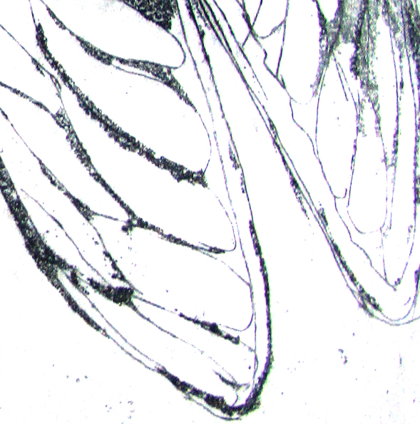 Yellow Monday Cicadas Det4