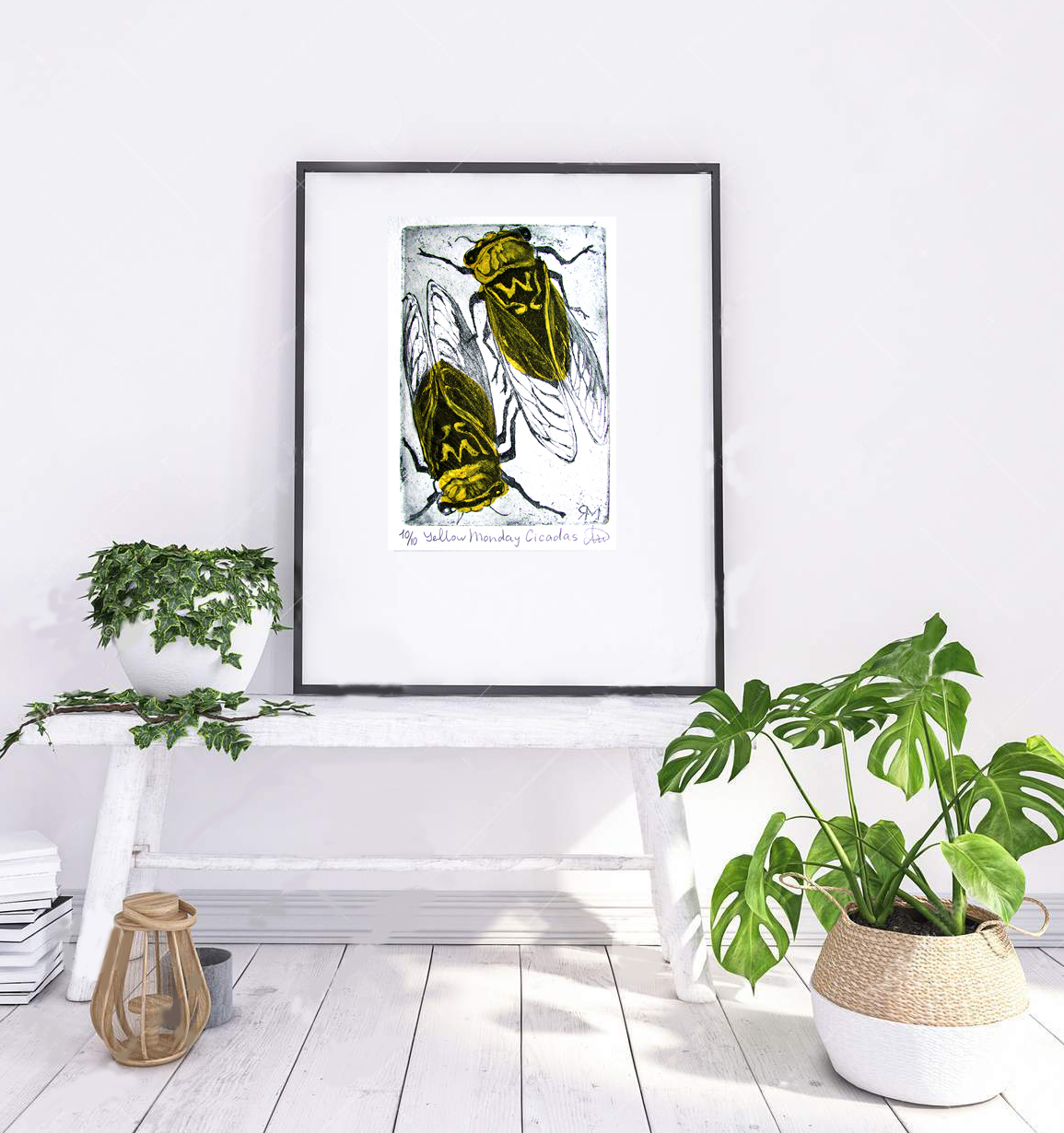 Yellow Monday Cicadas Insitu1