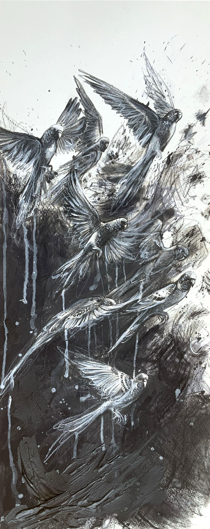 Budgie Bath: Flock Of Budgies Over Waterhole