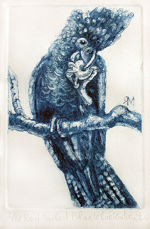 Red tailed Black cockatoo- Ltd Ed Print