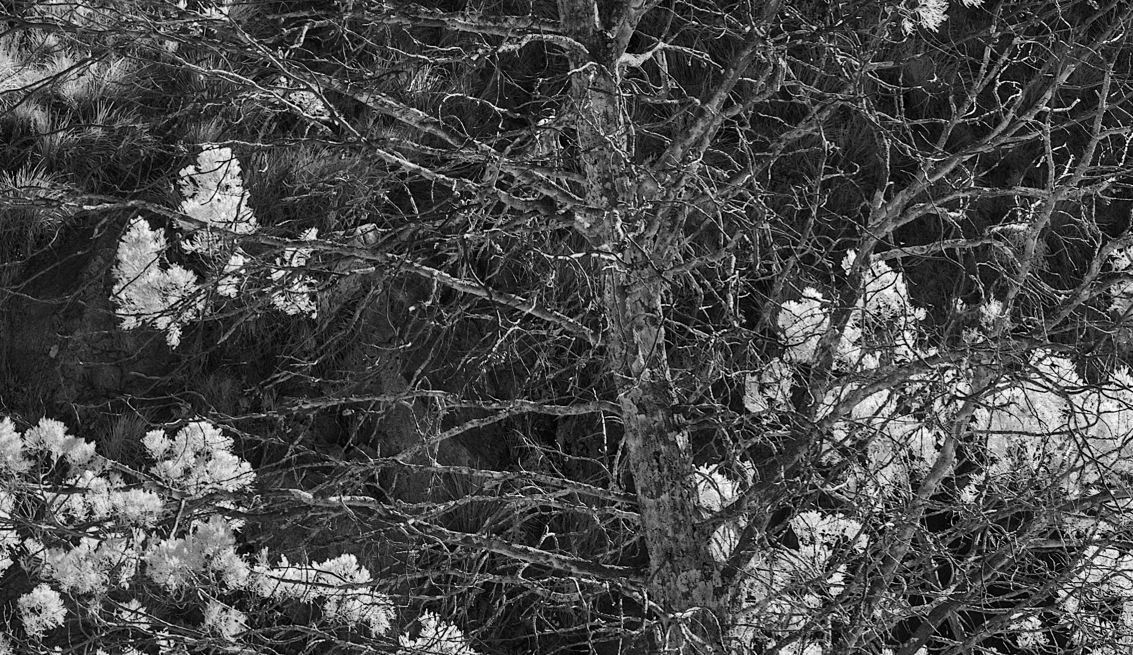 Catching Light Detail