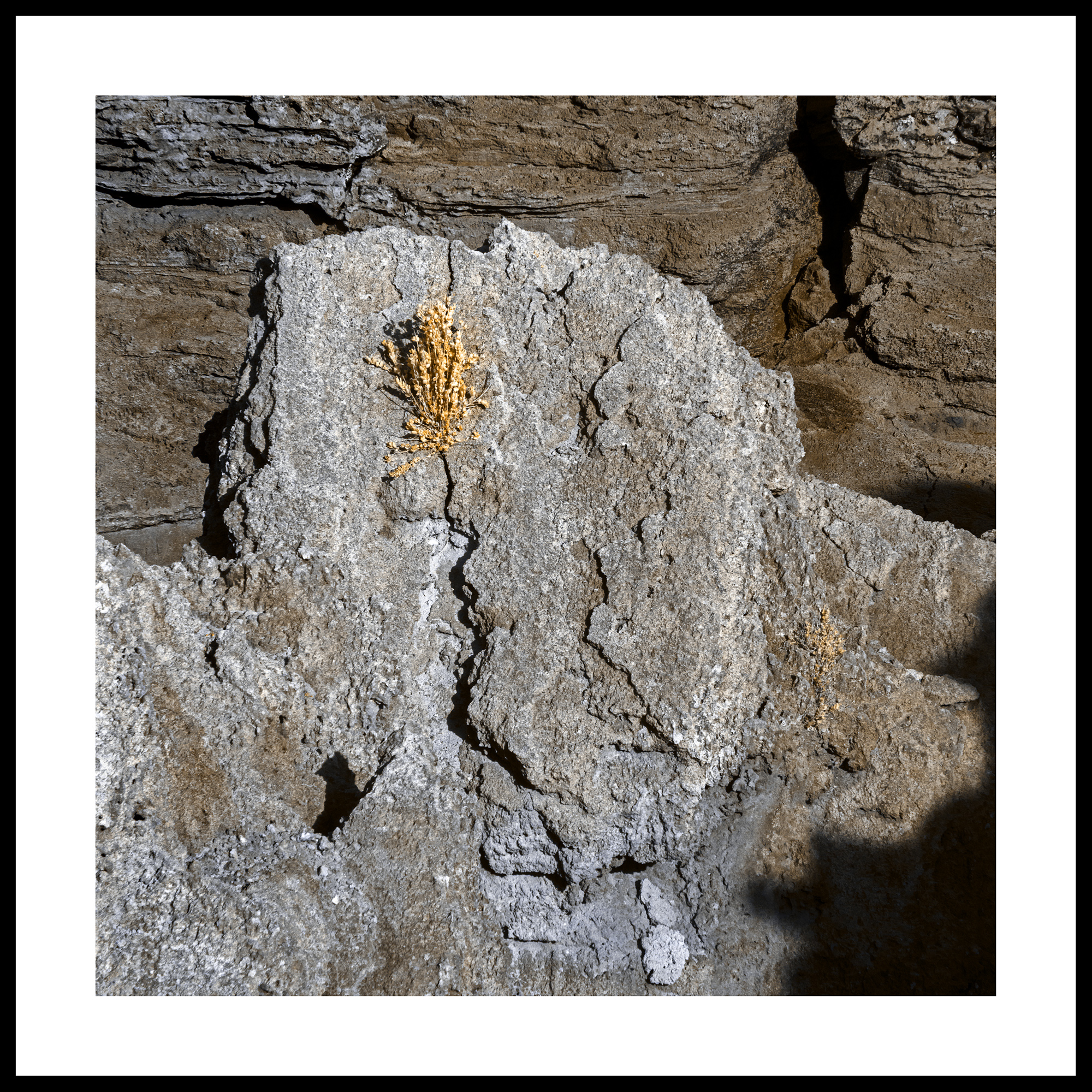 Tenacious Life Framed