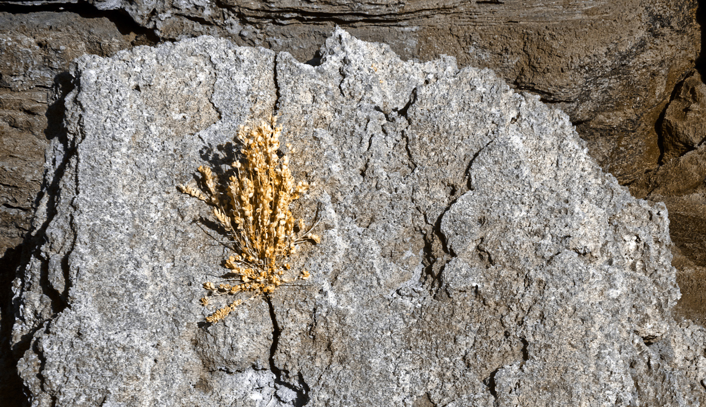 Tenacious Life Detail