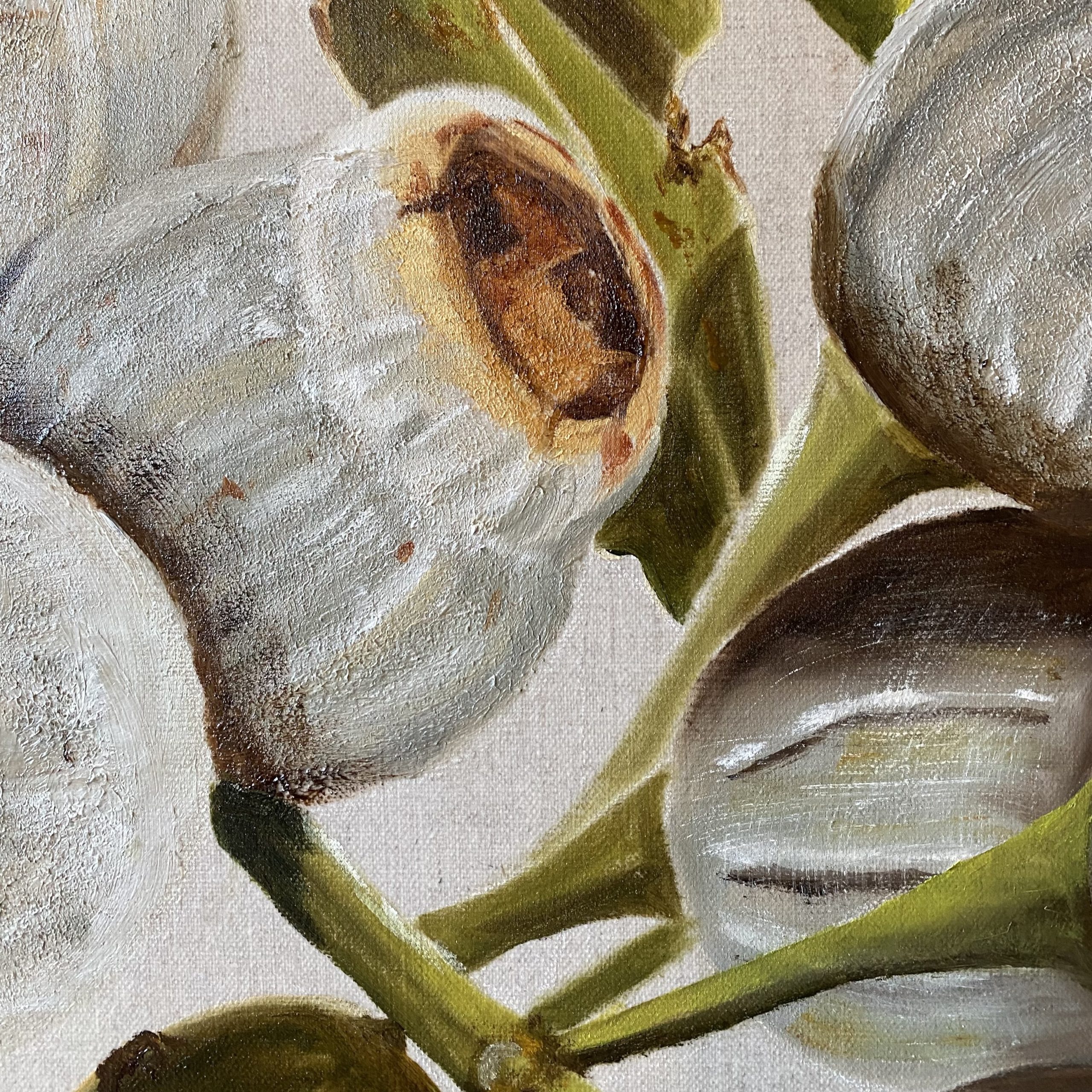 Song Of The Gum Nuts Closeup1 Wendy Peters