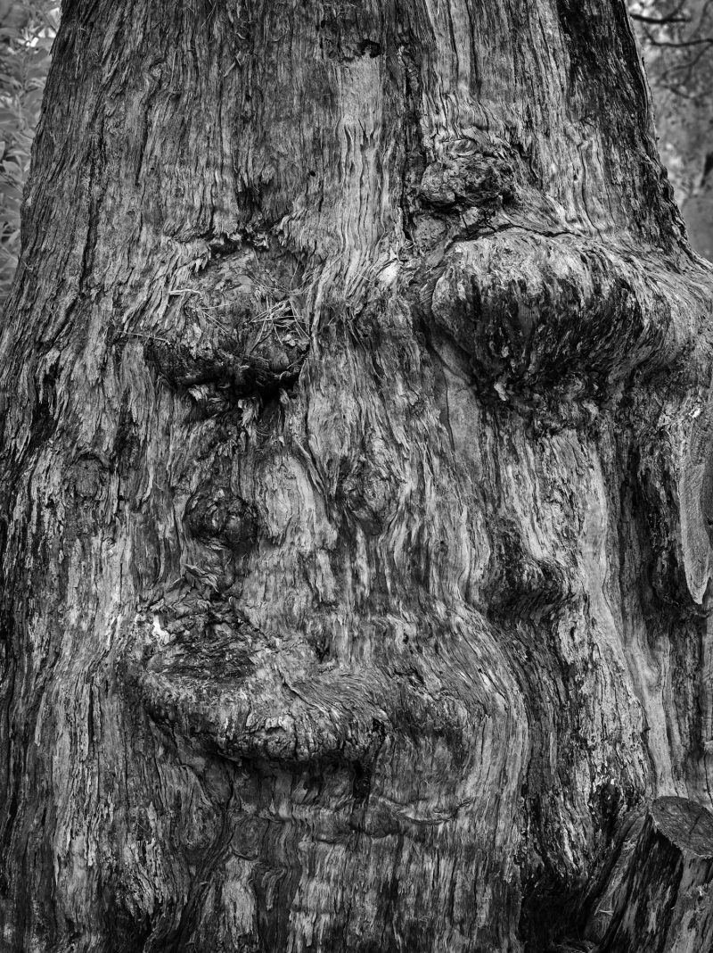 Phlegmatic – Ltd Ed Photography