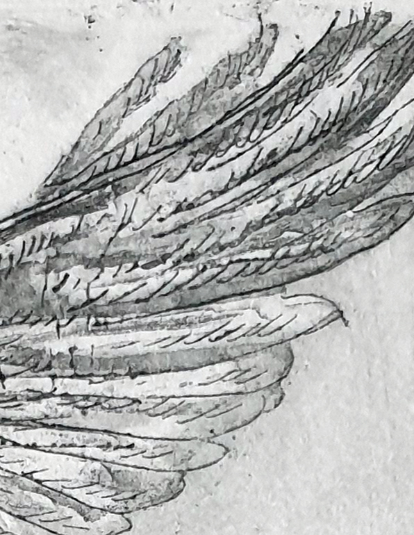 Eastern Spinebills Det1