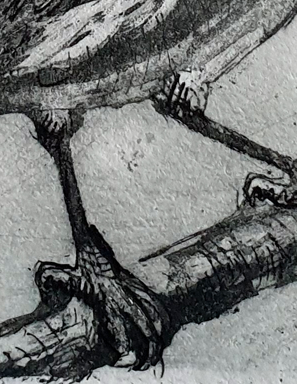 Eastern Spinebills Det3