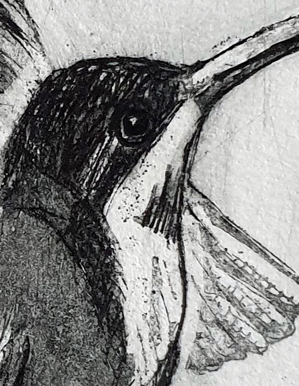 Eastern Spinebills Det4