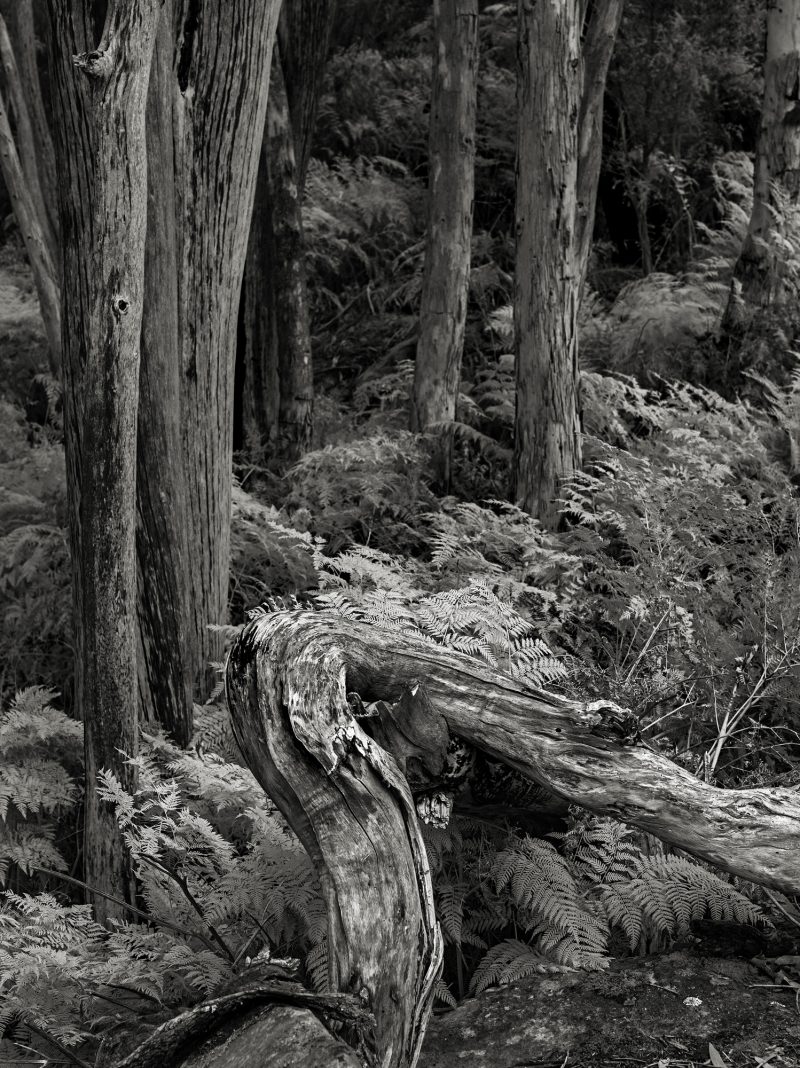 Forest – Ltd Ed Photography