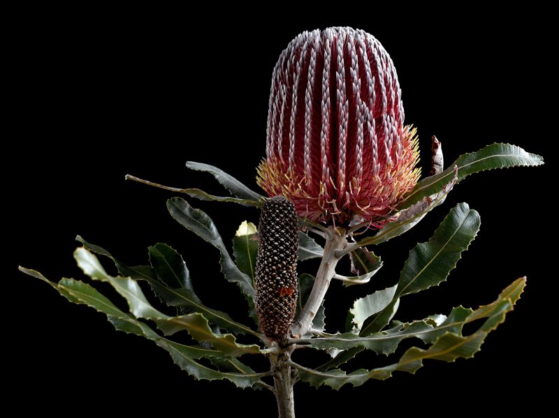 Botanical Illustration Giclée store Print - Banksia coccinea | Australian Native Plant | A3 | Limited Edition of 80