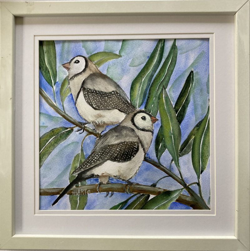 Double Barred Finches