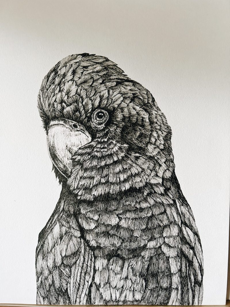 Portrait of a Black Cockatoo