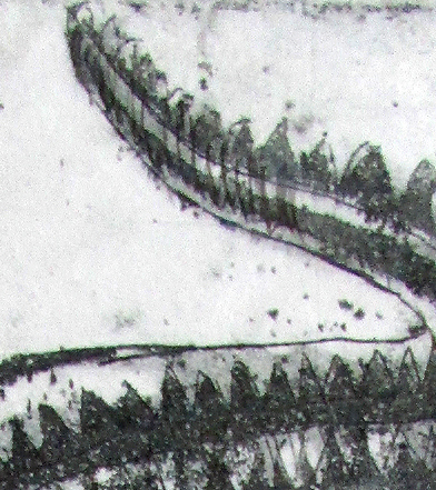 Salt Water Crocodile 1