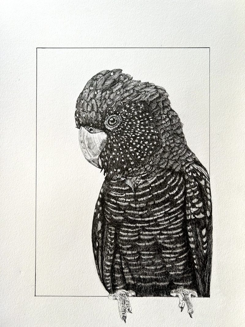 Portrait of a Black Cockatoo 2