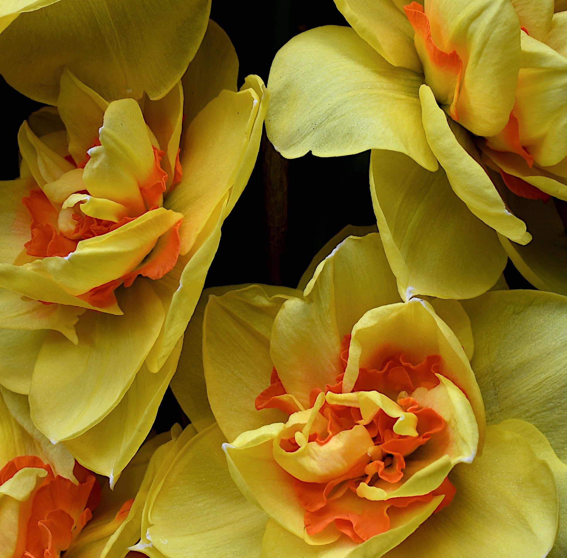 Double Daffodils Yellow Floral Wall Art Flower Still Life Artwork Photography Print By Nadia Culph Crop