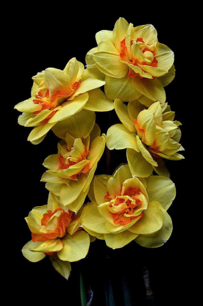 Double Daffodils Ltd Ed Print