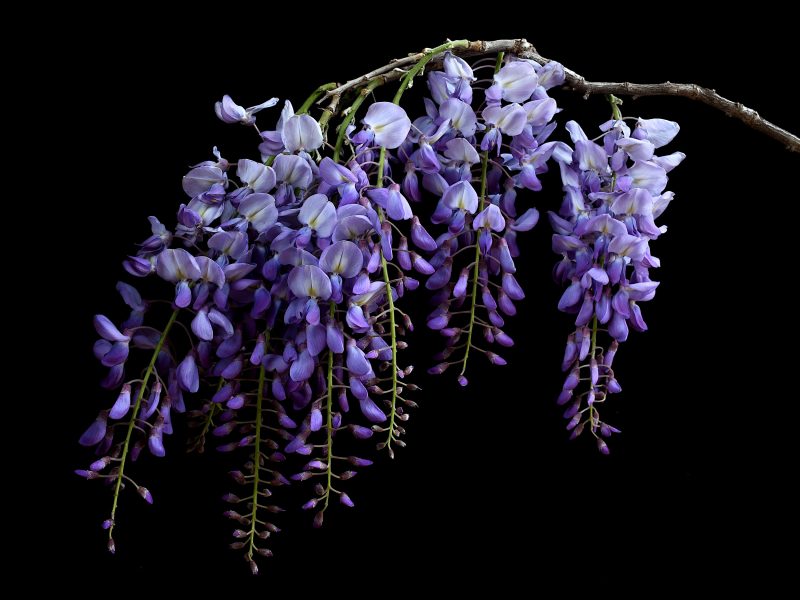 Wisteria Ltd Ed Print