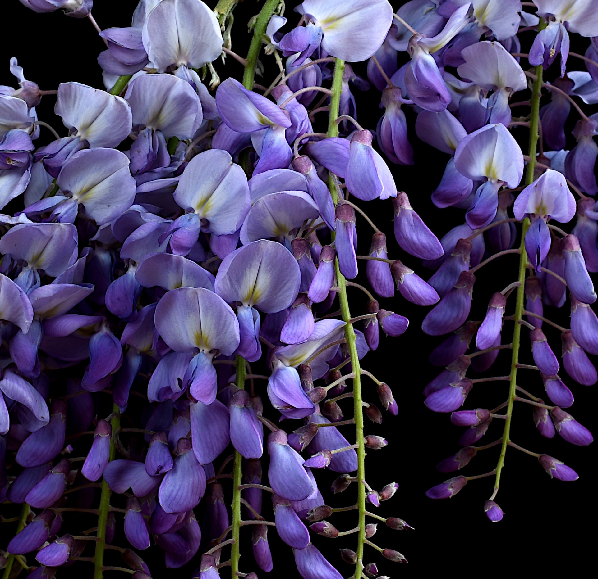 Wisteria Purple Floral Wall Art Flower Still Life Artwork Photography Print By Nadia Culph Crop